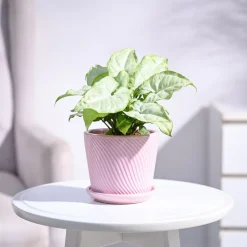 Syngonium White Butterfly Plant