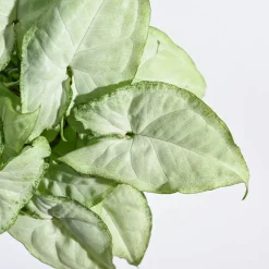 Syngonium White Butterfly Plant