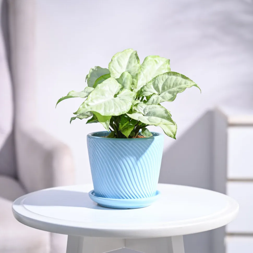 Syngonium White Butterfly Plant