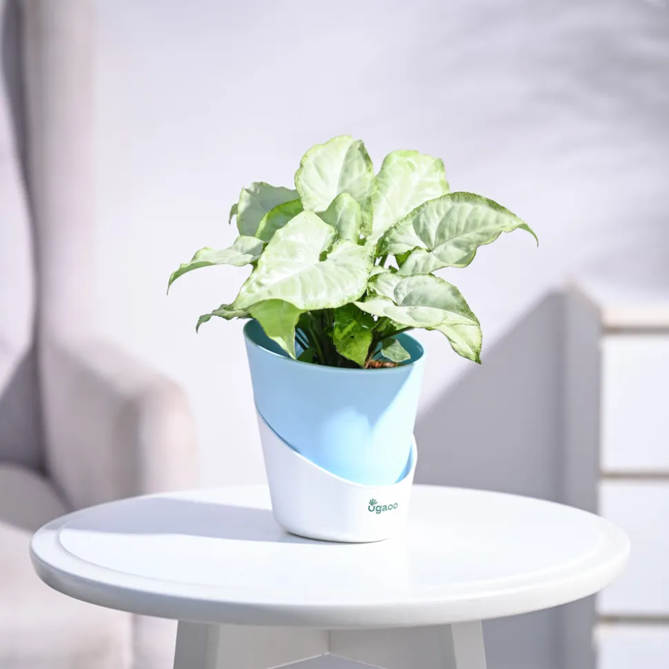 Syngonium White Butterfly Plant