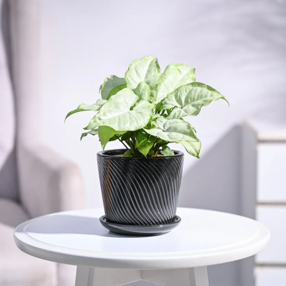 Syngonium White Butterfly Plant