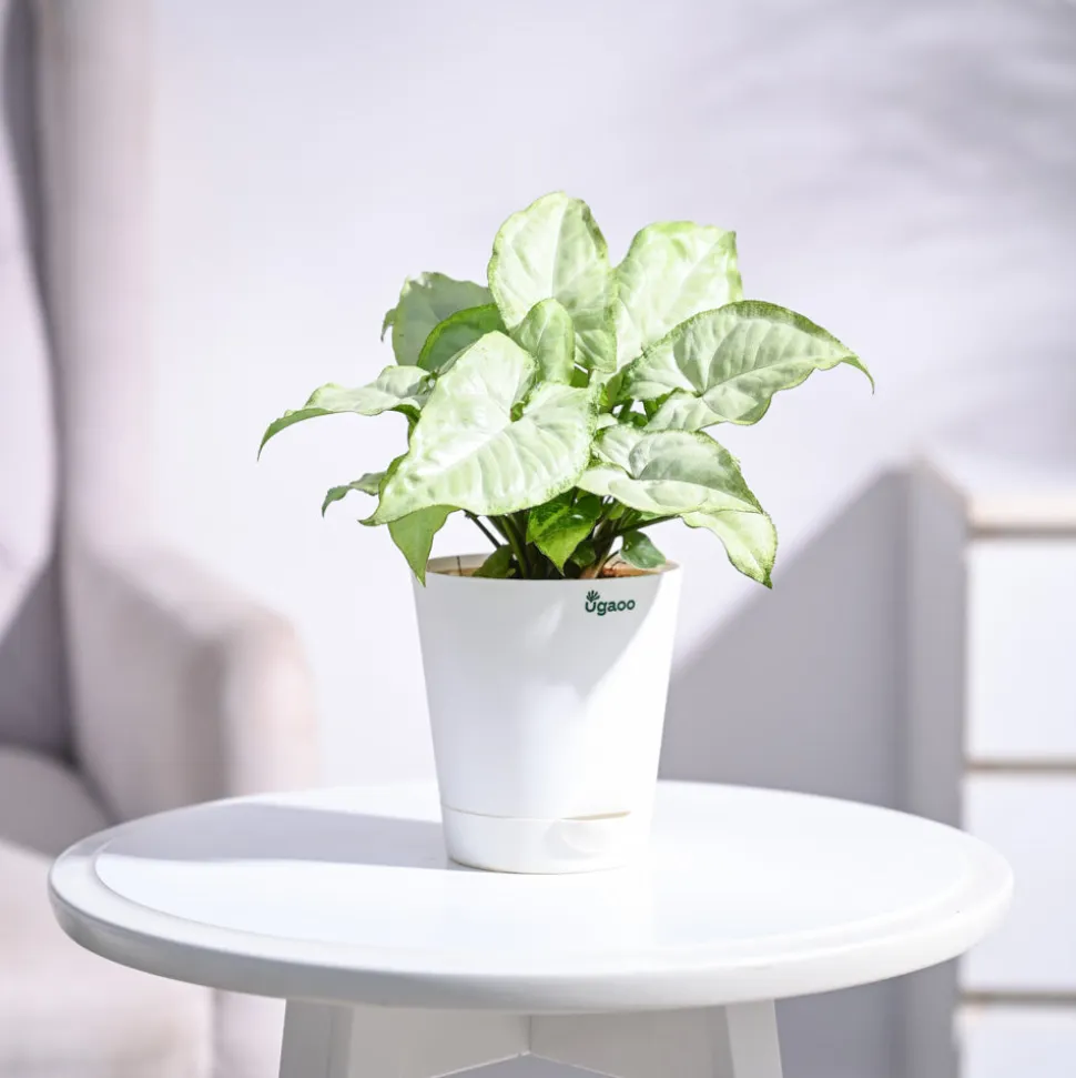 Syngonium White Butterfly Plant