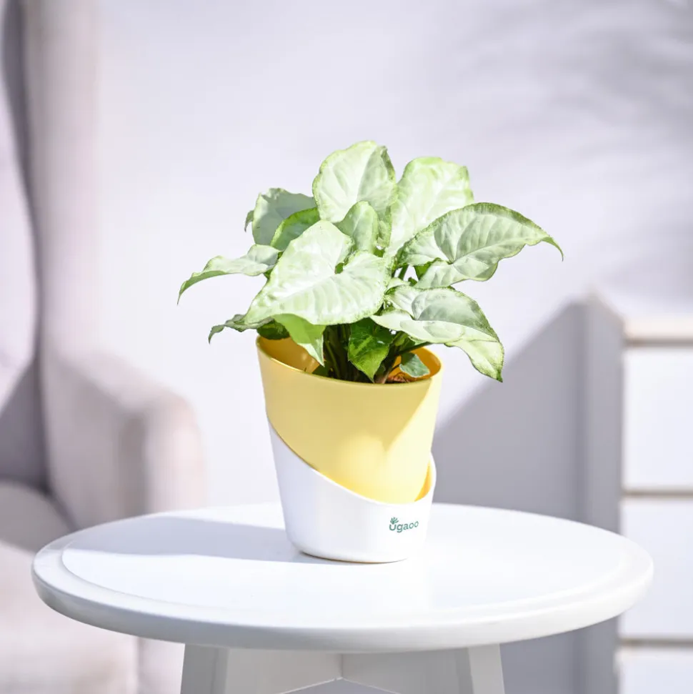 Syngonium White Butterfly Plant