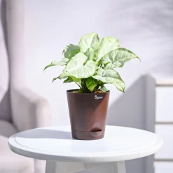 Syngonium White Butterfly Plant