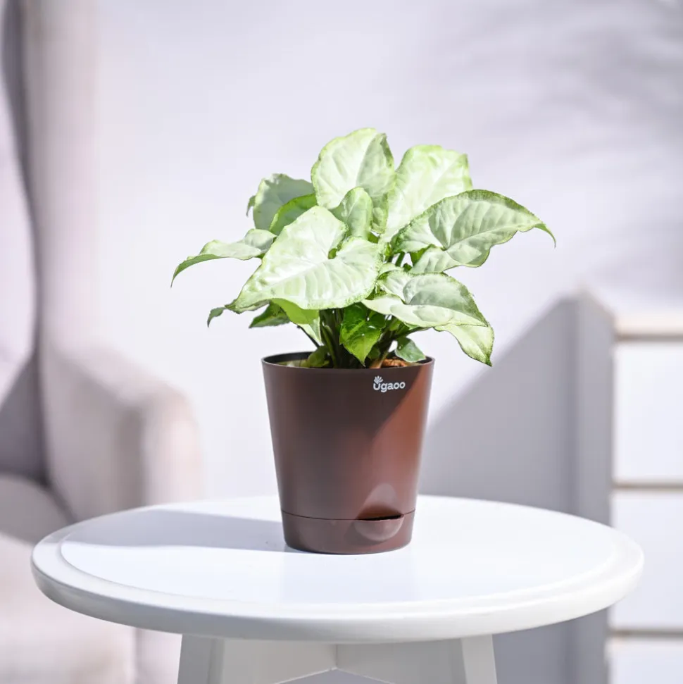 Syngonium White Butterfly Plant