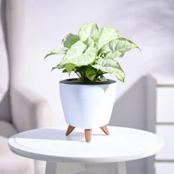 Syngonium White Butterfly Plant