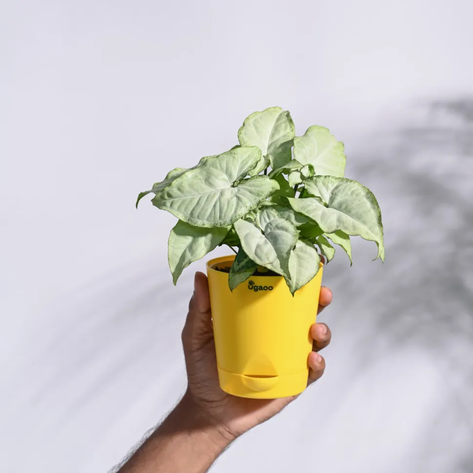 Syngonium White Butterfly Plant
