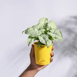 Syngonium White Butterfly Plant