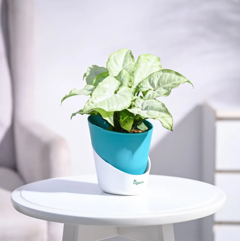 Syngonium White Butterfly Plant