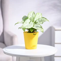 Syngonium White Butterfly Plant