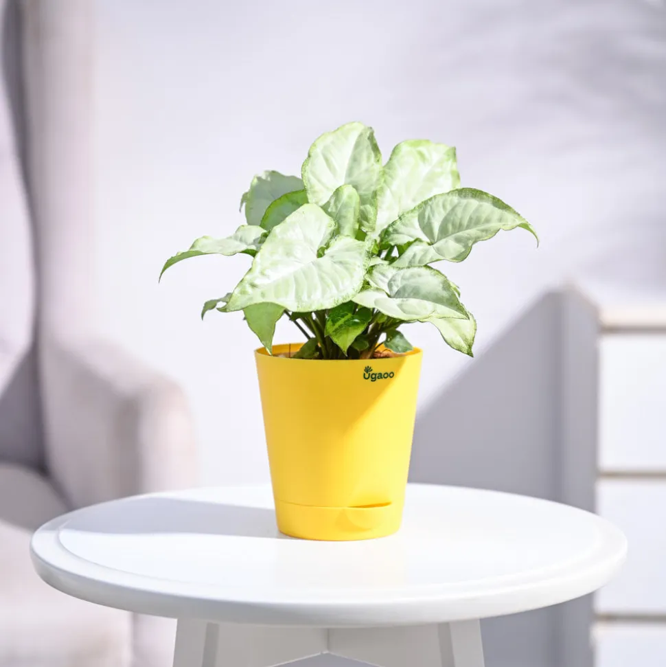 Syngonium White Butterfly Plant
