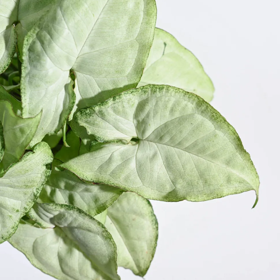 Syngonium White Butterfly Plant