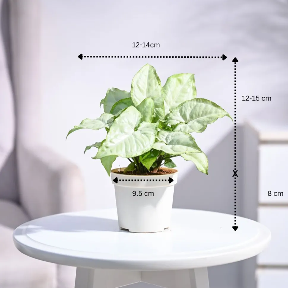Syngonium White Butterfly Plant