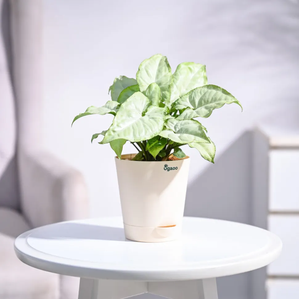 Syngonium White Butterfly Plant