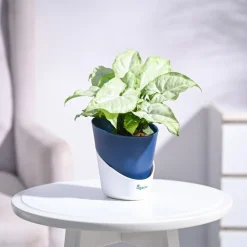 Syngonium White Butterfly Plant