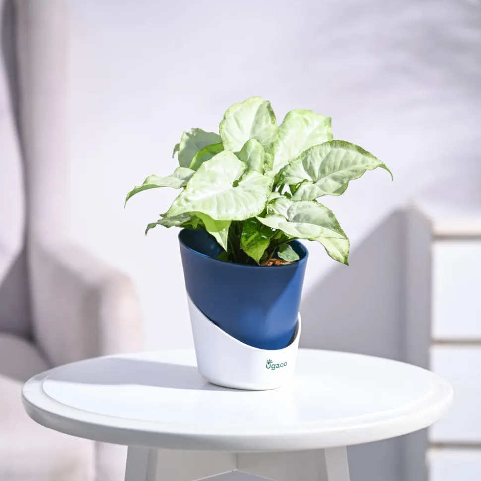 Syngonium White Butterfly Plant