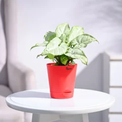 Syngonium White Butterfly Plant