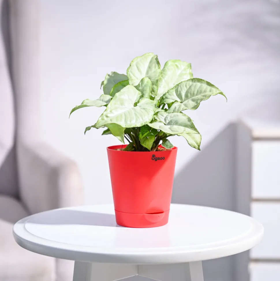 Syngonium White Butterfly Plant
