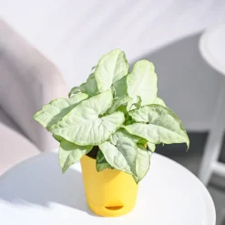 Syngonium White Butterfly Plant