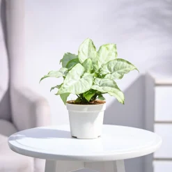 Syngonium White Butterfly Plant