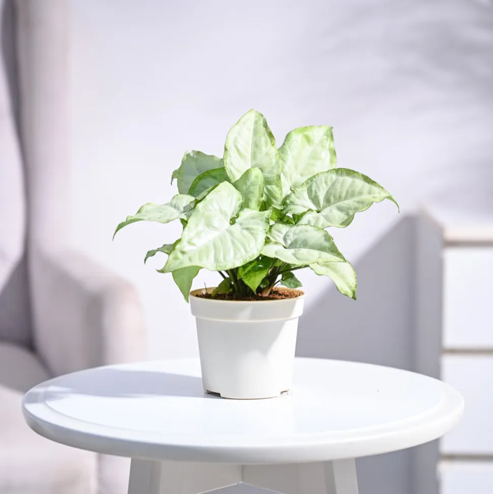 Syngonium White Butterfly Plant