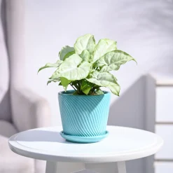 Syngonium White Butterfly Plant