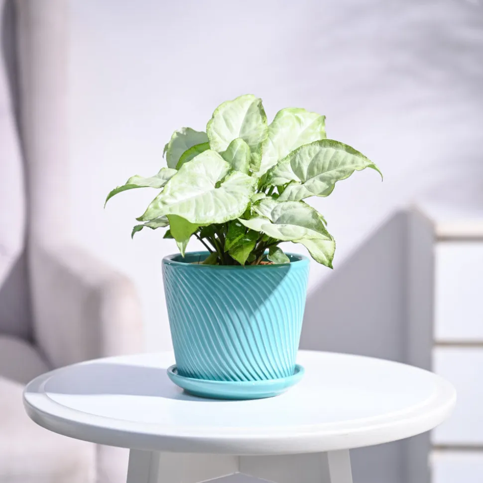 Syngonium White Butterfly Plant