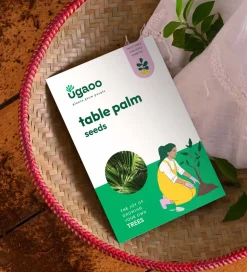 Table Palm Seeds - 100 g