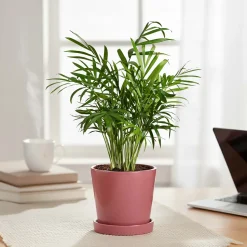Table Top Ceramic Pot