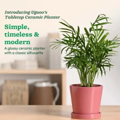 Table Top Ceramic Pot