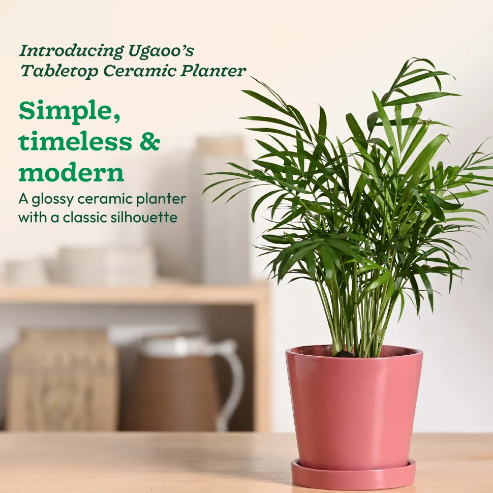 Table Top Ceramic Pot