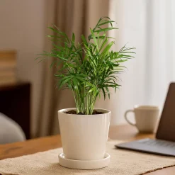 Table Top Ceramic Pot