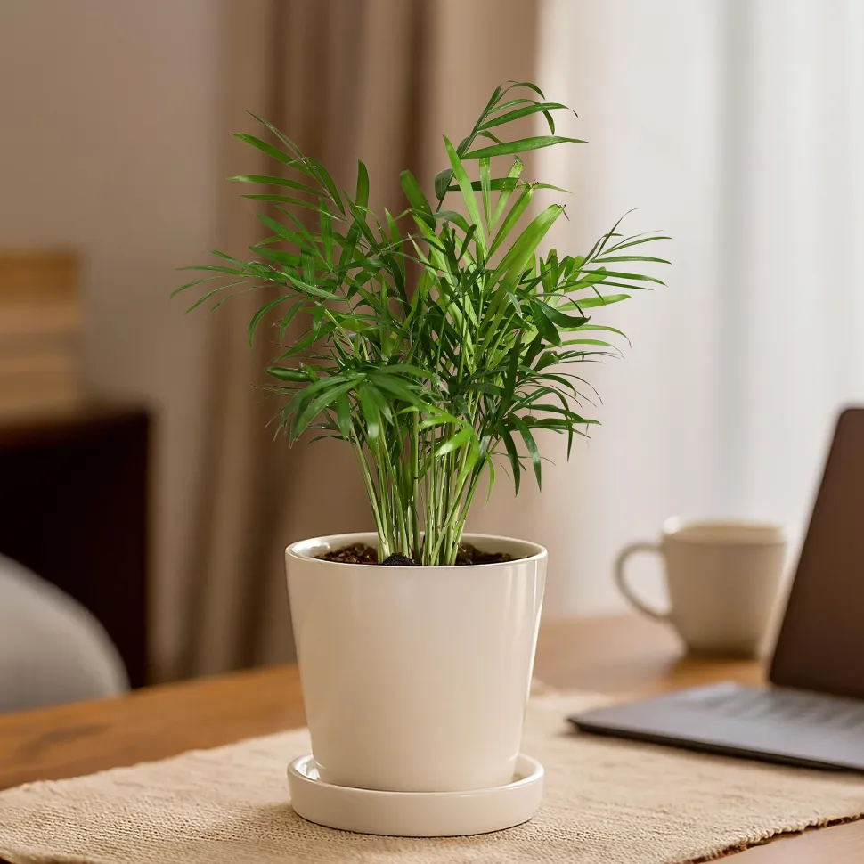 Table Top Ceramic Pot