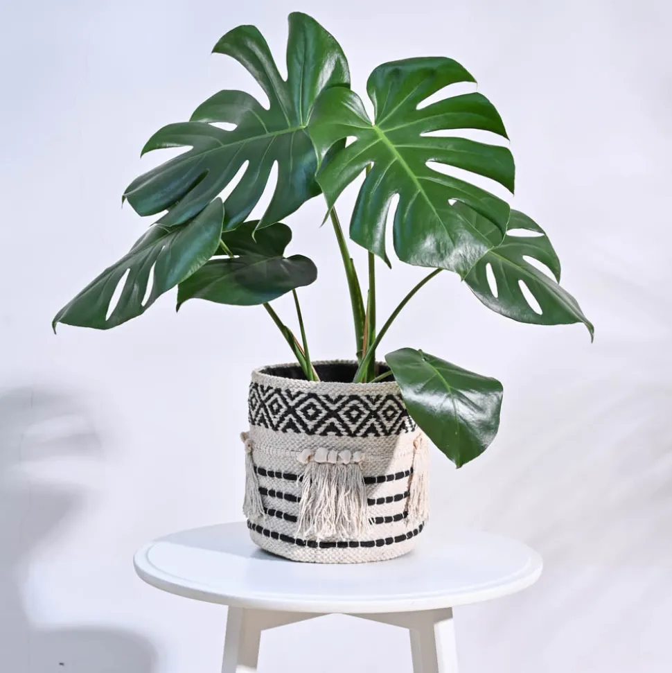 Tassel Cotton Planter