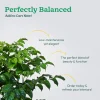 The China Doll Plant - XL