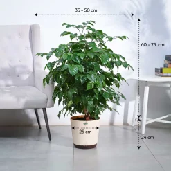 The China Doll Plant - XL