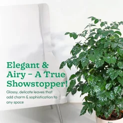 The China Doll Plant - XL