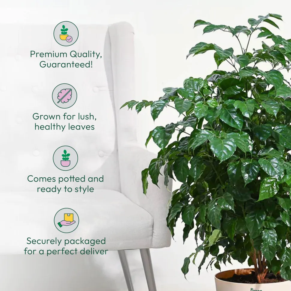 The China Doll Plant - XL