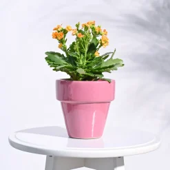 The Dream Ceramic Pot