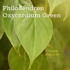 The Green Living Combo ( Bundle of 6 )