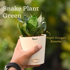 The Green Living Combo ( Bundle of 6 )