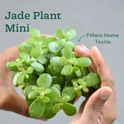 The Green Living Combo ( Bundle of 6 )