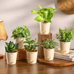 The Green Living Combo ( Bundle of 6 )