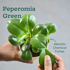 The Green Living Combo ( Bundle of 6 )