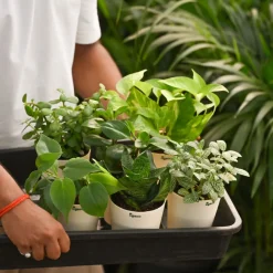 The Green Living Combo ( Bundle of 6 )