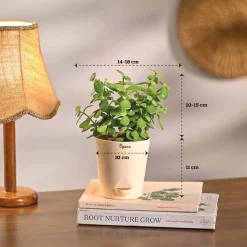 The Green Living Combo ( Bundle of 6 )