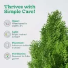 Thuja Plant - XL