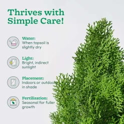 Thuja Plant - XL