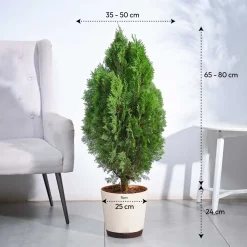 Thuja Plant - XL