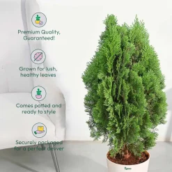 Thuja Plant - XL